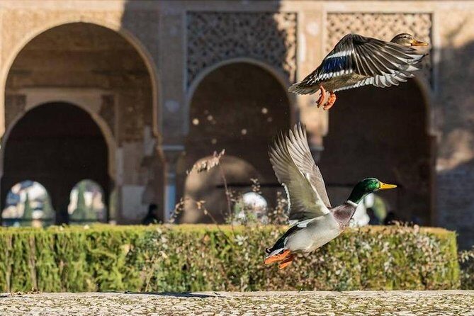 Alhambra Private/Small Group Tour & Nasrid Palaces Skip the Line - Generalife Gardens: When the Place Breathes