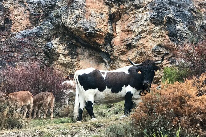 From Granada: Sierra Nevada Safari tour up to 2500 meters high - Should you book this Sierra Nevada safari from Granada?