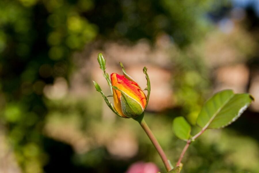 Granada: Alhambra Gardens, Generalife & Alcazaba Guided Tour - Price and value: is $58 worth your time?