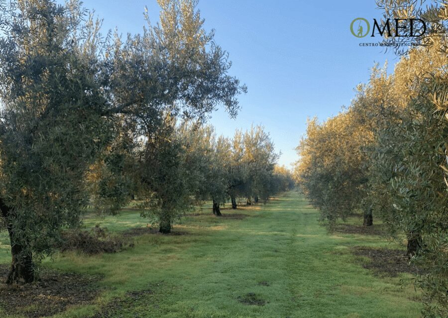Granada in EVOO: Olive grove guided tour and sensory tasting - Olive grove walk: millenary olive trees, care, and harvest timing