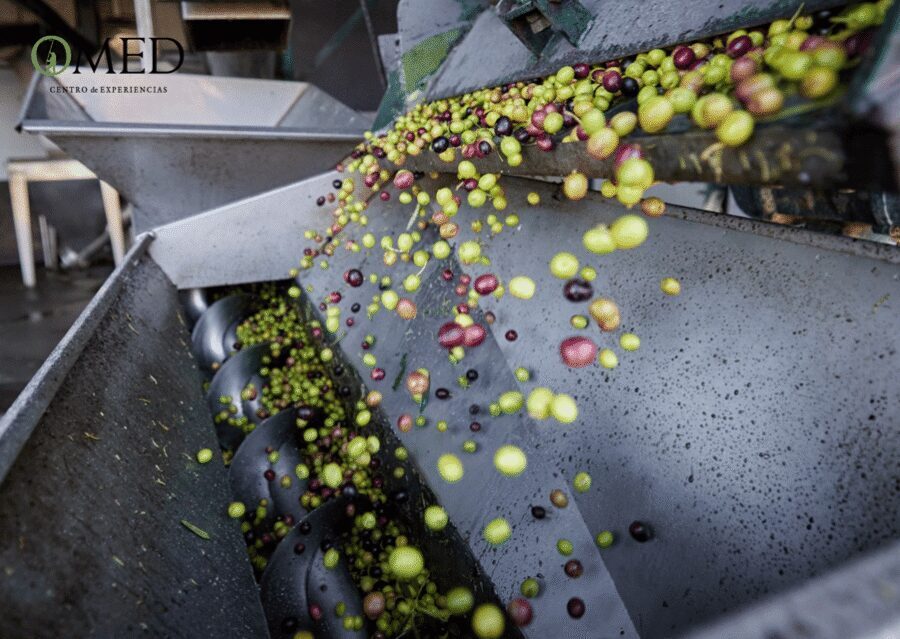 Granada in EVOO: Olive grove guided tour and sensory tasting - Inside OMED’s olive mill: from olives to EVOO you can recognize