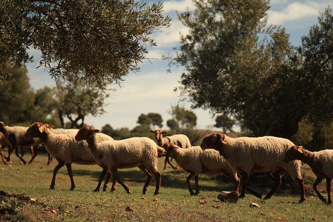 Granada: Nature, Wildlife and Authentic Villages E-bike Tour - Price and Value: Is $95.34 Worth It?