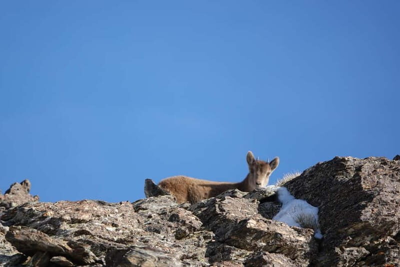 Granada: Sierra Nevada Safari Tour to 2500 m with a Drink - Mulhacen and the High-Peak Feeling in the Sierra Nevada