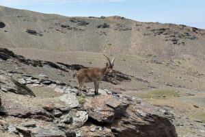 Hiking experience in the High Sierra Nevada National Park - San Juan Valley: the glacial start that sets the tone