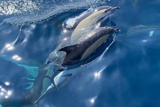 La Herradura: Sailboat with a view of dolphins-Shared - Setting Sail from La Herradura on a 12-Meter Boat