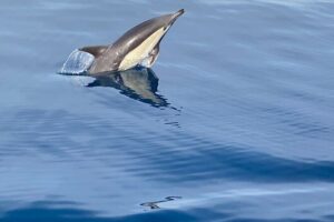 La Herradura: Sailboat with a view of dolphins-Shared - The 3-Hour Itinerary: Sailing Time, Then Water Time