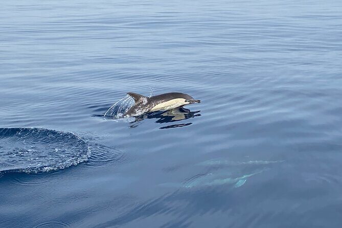 La Herradura: Sailboat with a view of dolphins-Shared - Getting There: Meeting Point and Timing Tips That Save Stress
