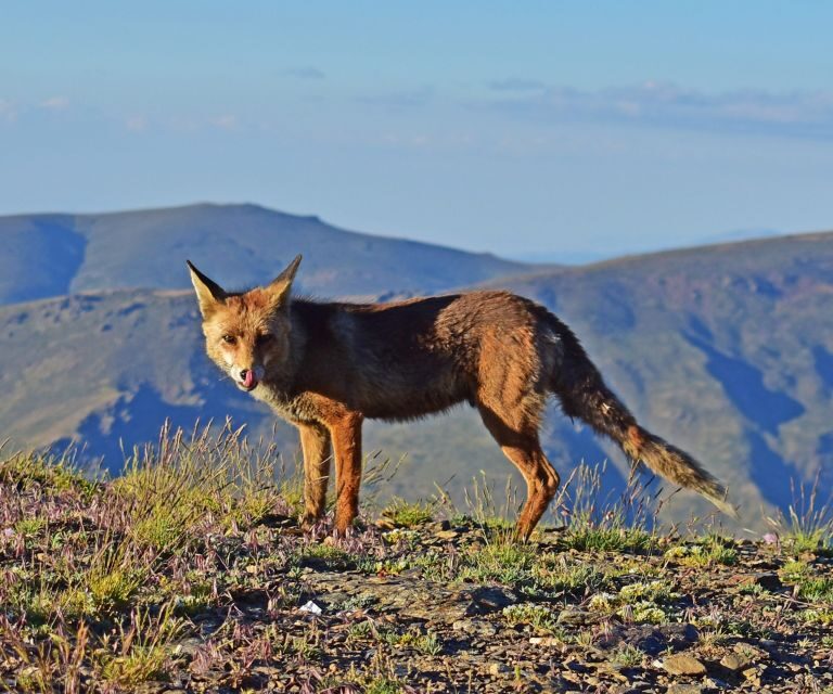 Sunset in Sierra Nevada at 2,500m altitude - Photos at golden hour: why the camera inclusion matters